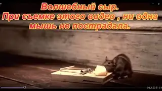 Волшебный сыр и мышь.При съёмке этого видео, ни одна мышка не пострадала.Улётное видео!!!