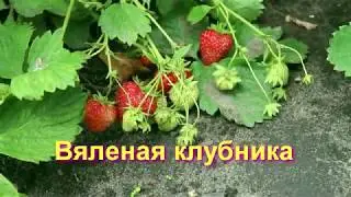 Вяленая клубника.Сушка клубники в электросушилке.