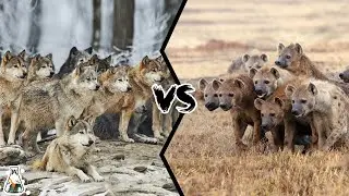 WOLF PACK VS HYENA CLAN - If They Fought, Who Would Win?