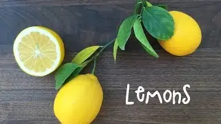 How To Grow Meyer Lemon Trees in Containers | IN BETH'S GARDEN