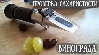 Замеряем сахар в винограде. Использование рефрактометра. Минск, Беларусь. Канал 