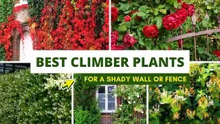 Best Climbing plants for a Shady Wall or Fence ✅