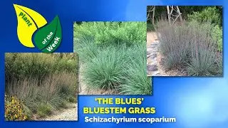 THE BLUES BLUESTEM GRASS | Schizachyrium scoparium The Blues