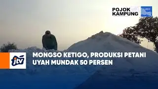 Mongso Ketigo, Produksi Petani Uyah Mundak 50 Persen | POJOK KAMPUNG JTV