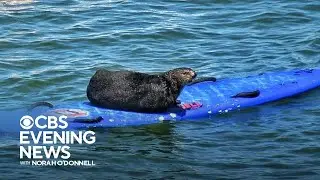 Beloved surfboard-stealing otter spotted again off Northern California coast