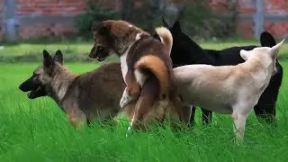 Awesome Rural Dogs !! Dog Meeting for the Summer Season in Village.