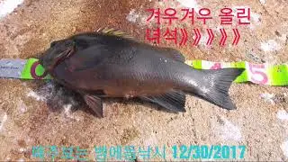 47Cm 대물벵에돔 방파제에서 잡다