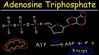 ATP - Adenosine Triphosphate - Cell Energy