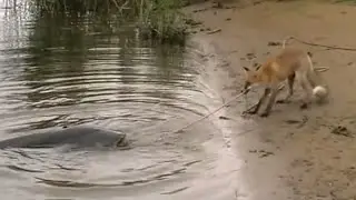 CATFISH VS FOX: what does the Fox say ? by Catfish World