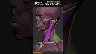 Intro to Anatomy is 40% off ☀