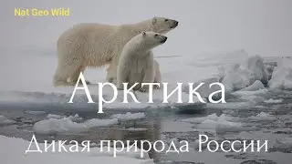 Nat Geo Wild.Арктика.Дикая природа России.