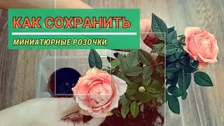 Маленькие розы в горшочках, чтобы не погибли и долго радовали!