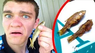 MINNOW CATCH & COOK??? (Is It Even Possible?)