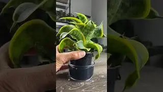 Snake Plant Repot