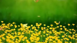 flowers,buttercups,,plants intro video