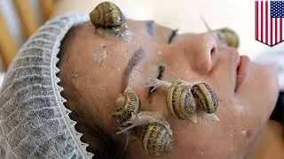 Lendir siput untuk kecantikan; kini snail cream memasuki pasar Amerika - Tomonews