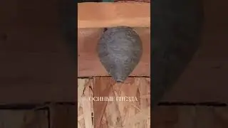 ОСИНЫЕ ГНЁЗДА.🐝