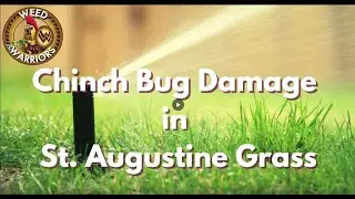 Chinch Bug Damage in St. Augustine