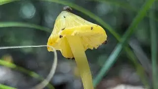 Who's going to Mycofest?