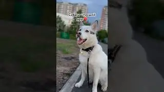 Собака - самый верный друг❤️ #cutedogs #домашниеживотные #топ #top #жиза #pets #shorts