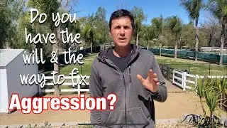 Want to fix your dogs dog on dog aggression?  Heres how!