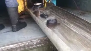 Зарыбление платника Клёвое Место