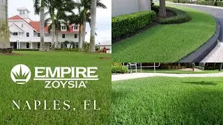 EMPIRE Zoysia in Florida