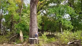 Cutting down a cottonwood tree it is a monster