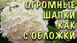 ХОТИТЕ МАКСИМАЛЬНО КРУПНЫЕ ЦВЕТЫ? Показываю как ПРАВИЛЬНО обрезать ДРЕВОВИДНУЮ ГОРТЕНЗИЮ весной!