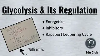 Glycolysis | Regulation | Energetics || Carbohydrate metabolism || Biochemistry