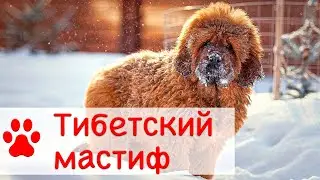 Тибетский мастиф | Все о породе