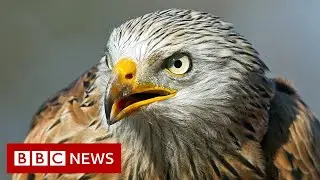 UK red kites to be flown to Spain to help population - BBC News