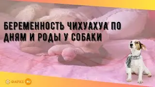Беременность чихуахуа по дням и роды у собаки