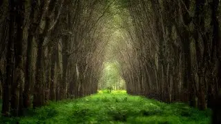 The Old Tree • Relaxing Harp Music by Peder B. Helland