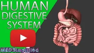 HUMAN DIGESTIVE SYSTEM Made Easy- Gastrointestinal System