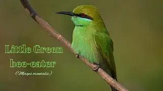 Little green Green bee-eater (Merops philippinus)/Green-bee eater video bee-eater /Bee-eater species