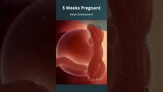 5 Weeks #Pregnant | What to Expect with Baby's Growth & Development | #FirstTrimester | #Embryo