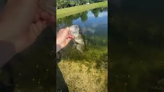 Fat girl on a T Rig!