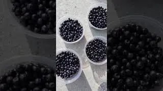 Суперфуд из черники
