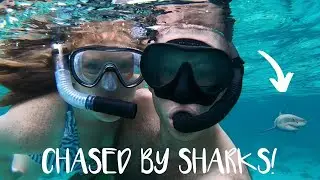 WE WENT SPEAR FISHING & GOT CHASED BY SHARKS!