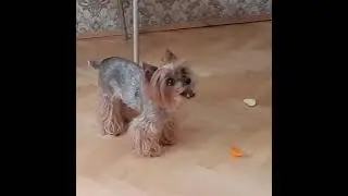 Раздача морковок