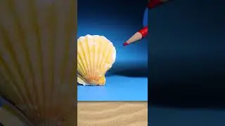 Scallops Have 200 Eyes