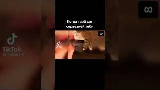 Прикол с котом , 