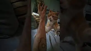 Хищник