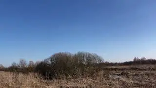 Весна утка разведка