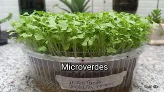 COMO PLANTAR MICROVERDES EM CASA DE FORMA FÁCIL E SIMPLES - DIY - MICROVERDES DE MOSTARDA