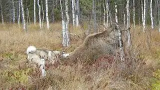 Видео из тайги Охота на лося Западно-сибирская лайка