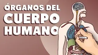 Órganos del cuerpo humano