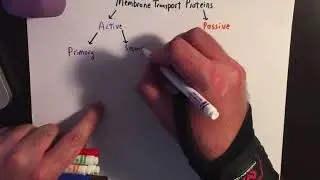 Membrane Transport Proteins