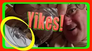 Giant Huntsman Spider Captured in my Kitchen | Released in Garden